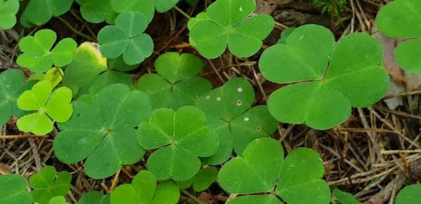 Closeup of growing clover on ground in forrest during summer. — Stock Photo, Image
