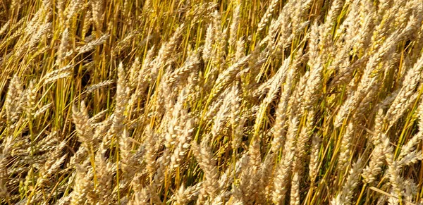 포레스트 근처 시골의 황금 갈색 밀 밭 — 스톡 사진