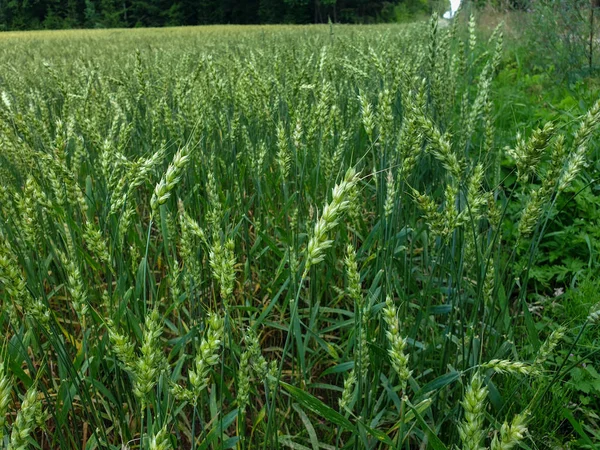 Campo de trigo verde perto da floresta durante o verão — Fotografia de Stock