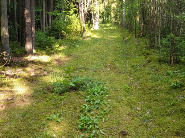 In het bos met bomen gras en bladeren in de zomer. — Stockfoto