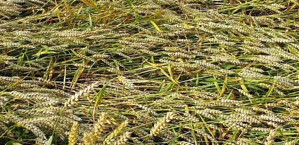Złote brązowe pole pszenicy na wsi w pobliżu lasu podczas SUMM — Zdjęcie stockowe
