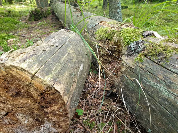Fallen tree on ground in forrest during summer.