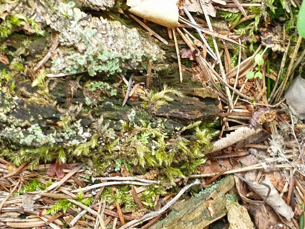 Närbild av fallna träd trä konsistens i Forrest under sommaren — Stockfoto