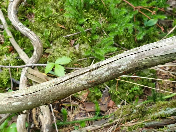 녹색 g와 땅에 누워 타락한 나무 조성의 클로즈업 — 스톡 사진