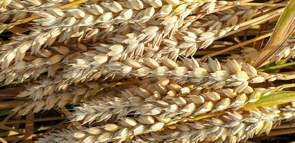 Golden brown wheat field in countryside near forrest during summ — Stock Photo, Image