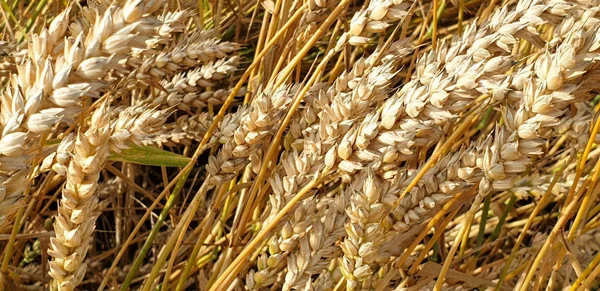 Campo di grano marrone dorato in campagna vicino a forrest durante summ — Foto Stock