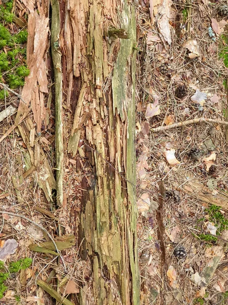 Forrest'ta ağaç gövdesi dokusunun ve arka planın kapatılması. 