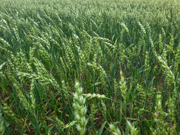 Field of green wheat near forest during the summer — Stock Photo, Image