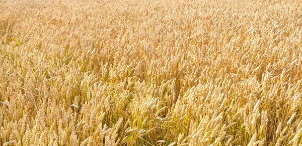 Golden brown wheat field in countryside near forrest during summ — Stock Photo, Image