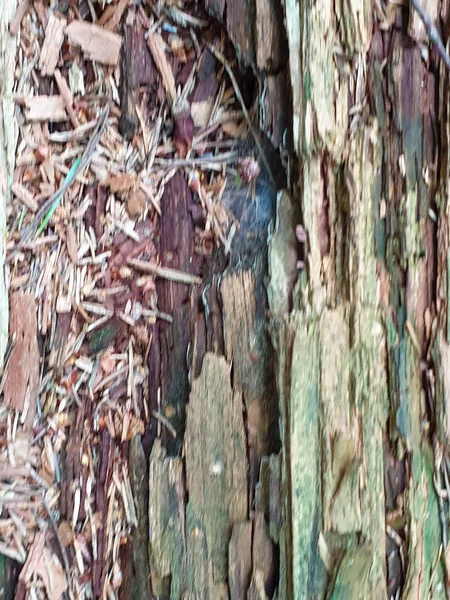 Closeup textury a pozadí kmene stromu v Forreste. — Stock fotografie