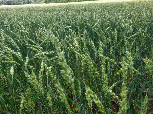 Cultivos campo primer plano granos de trigo agricultura — Foto de Stock