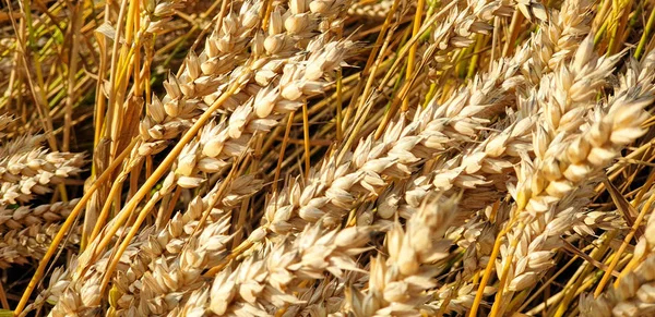 Campo de trigo integral dorado en el campo cerca del bosque durante el summ —  Fotos de Stock