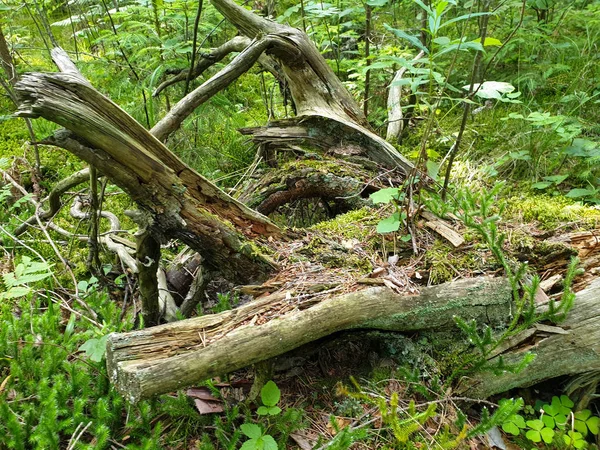 Närbild av fallna träd komposition om på marken med grön g — Stockfoto