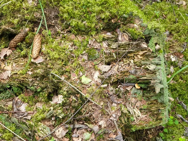 Forrest Ground closeup i Forrest under sommaren. — Stockfoto