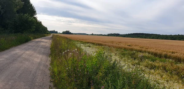 Strada della Città Vecchia sentiero attraverso il bosco — Foto Stock