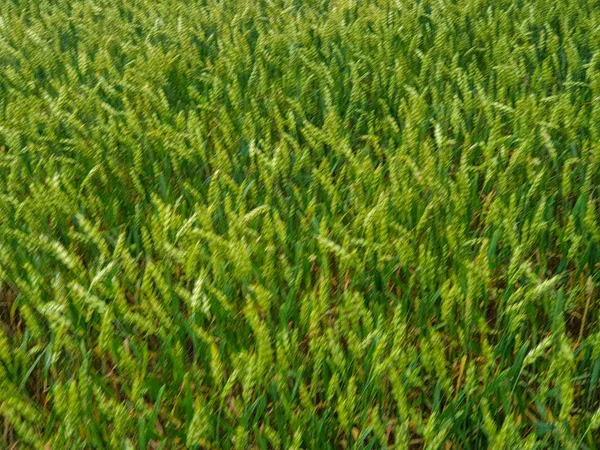 Field of green wheat near forest during the summer