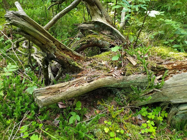 Closeup of fallen tree composition laying on ground with green g