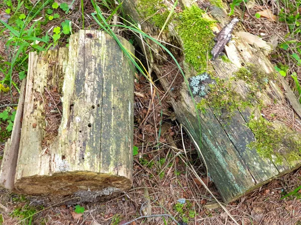 Fallen tree op de grond in Forrest tijdens de zomer. — Stockfoto