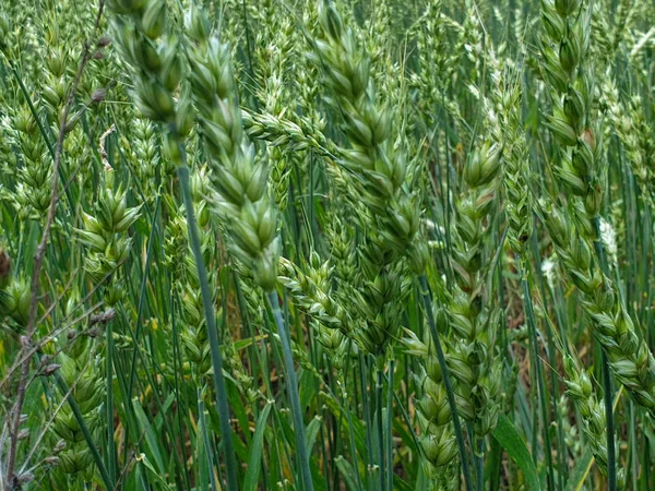 Field of green wheat near forest during the summer — Stock Photo, Image