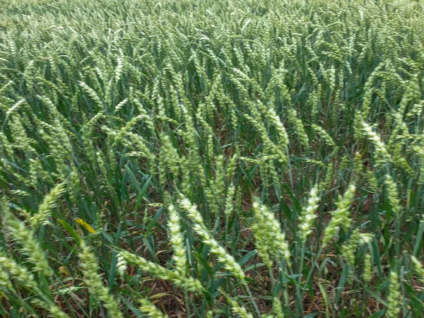Crops field closeup wheat grains agriculture