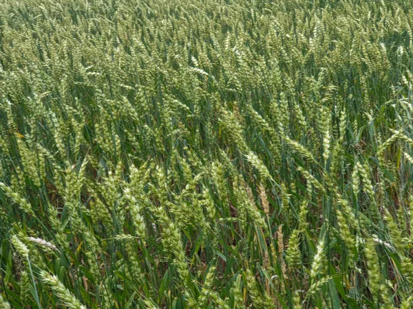 Field of green wheat near forest during the summer — Stock Photo, Image