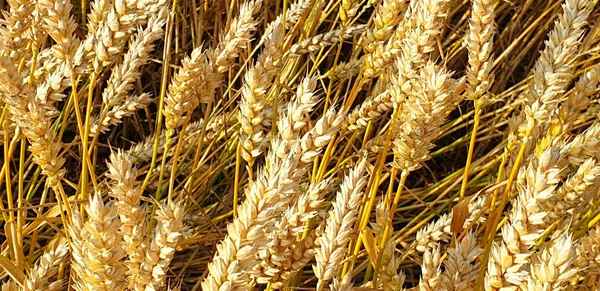 Golden brown wheat field in countryside near forrest during summ — Stock Photo, Image