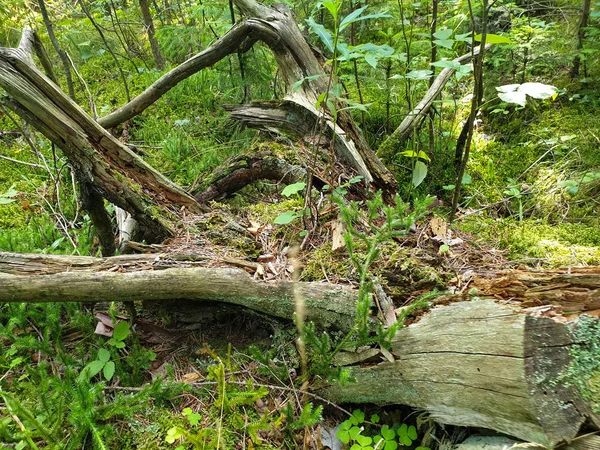 Closeup of fallen tree composition laying on ground with green g