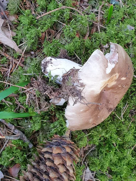 Champiñones creciendo en el bosque en el suelo — Foto de Stock