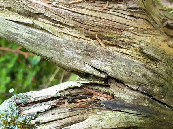 V létě se sraženin v důsledku spadlého dřeva v Forreste — Stock fotografie