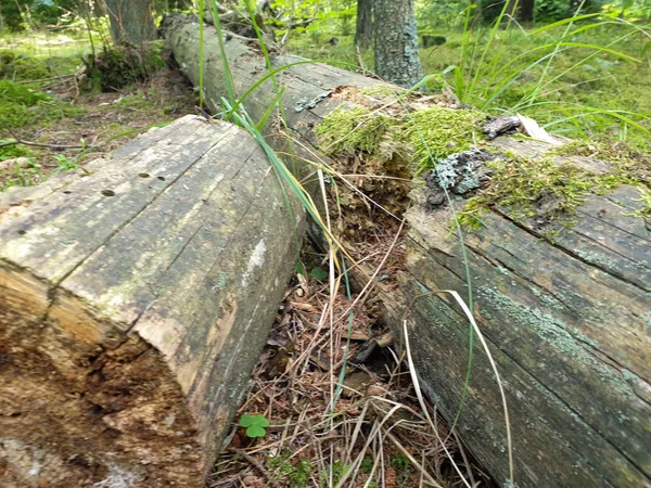 Árbol caído en el suelo en el bosque durante el verano . — Foto de Stock