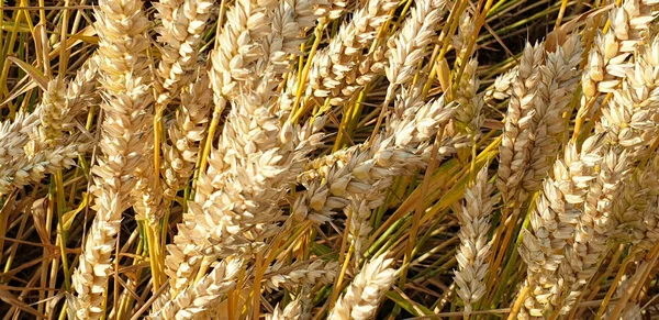 Campo de trigo integral dorado en el campo cerca del bosque durante el summ —  Fotos de Stock