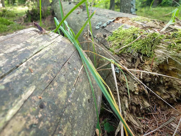 Arbre tombé sur le sol dans la forêt pendant l'été . — Photo