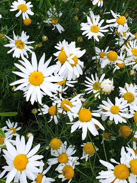 Primer plano del campo de flores de manzanilla cerca del bosque durante el verano —  Fotos de Stock