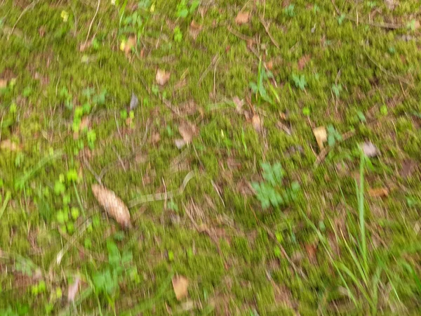 Groene gras grond van mos in Forrest tijdens de zomer — Stockfoto