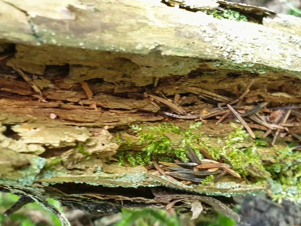 Närbild av fallna träd trä konsistens i Forrest under sommaren — Stockfoto