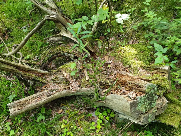 Närbild av fallna träd komposition om på marken med grön g — Stockfoto