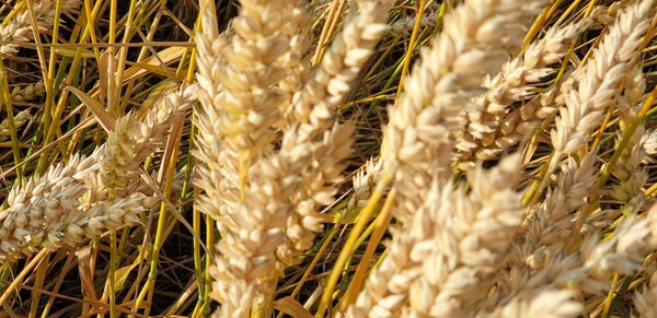 Campo di grano marrone dorato in campagna vicino a forrest durante summ — Foto Stock