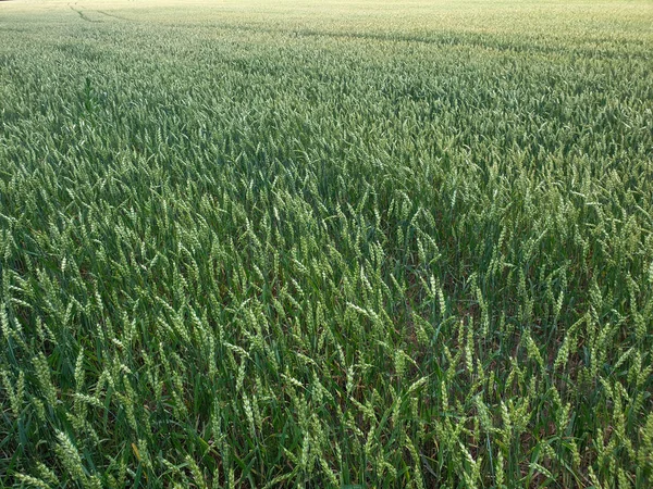 Field of green wheat near forest during the summer — Stock Photo, Image