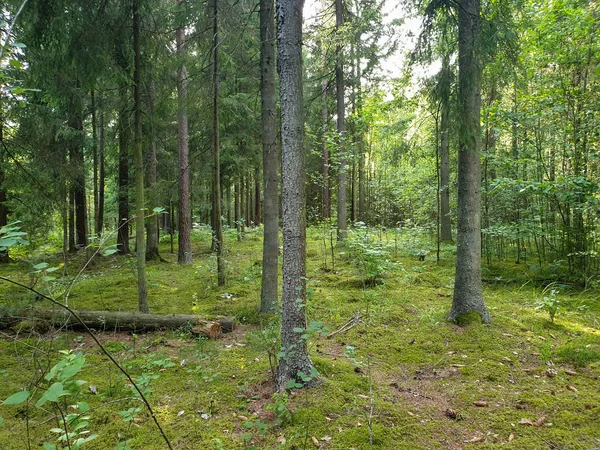 Wewnątrz lasu z drzewami trawy i liści w lecie — Zdjęcie stockowe