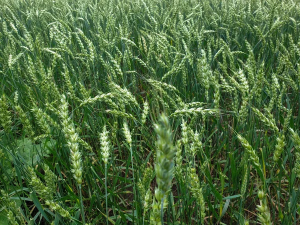 Crops field closeup wheat grains agriculture