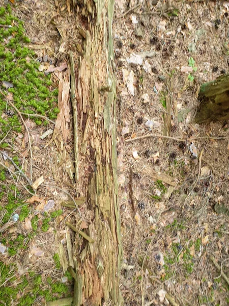 Fechar a textura do tronco da árvore e fundo em forrest . — Fotografia de Stock