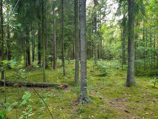 In het bos met bomen gras en bladeren in de zomer — Stockfoto