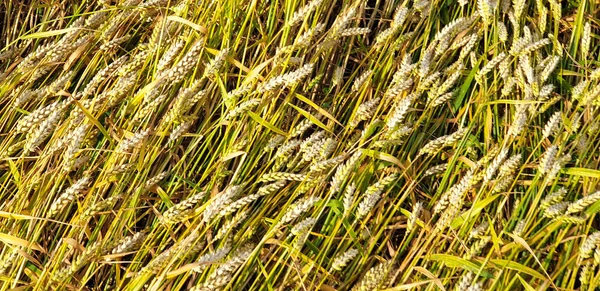 Gyllenbrun vetefält på landsbygden nära Forrest under SUMM — Stockfoto