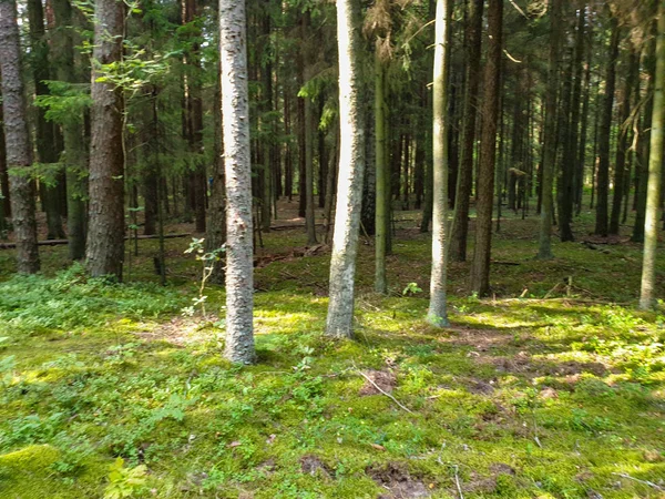 Yaz aylarında ağaçlar çim ve yapraklar ile forrest içinde. 