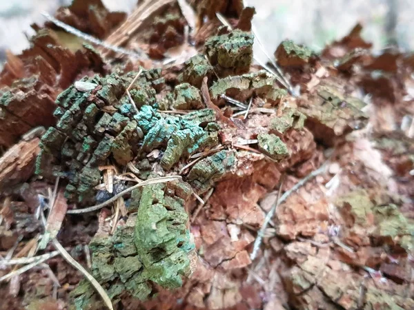 Forrest'ta ağaç gövdesi dokusunun ve arka planın kapatılması. 