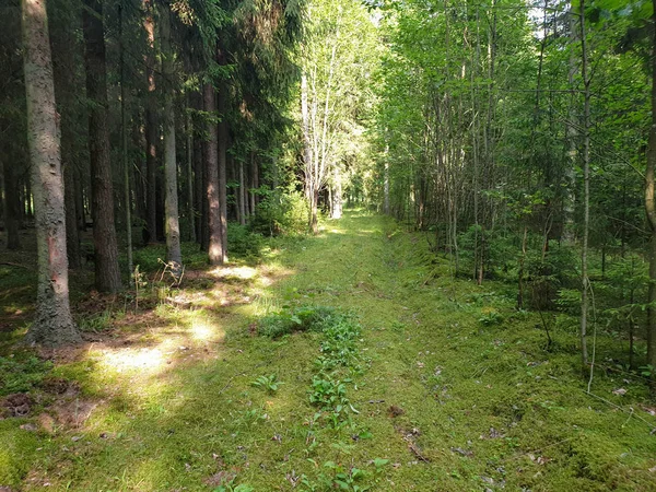 In het bos met bomen gras en bladeren in de zomer. — Stockfoto