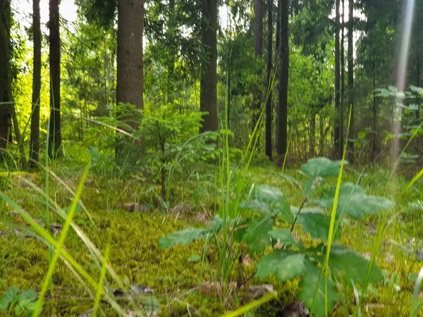 Wewnątrz lasu z drzewami trawy i liści w lecie — Zdjęcie stockowe