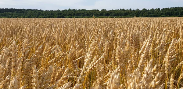 Golden brown wheat field in countryside near forrest during summ — Stock Photo, Image