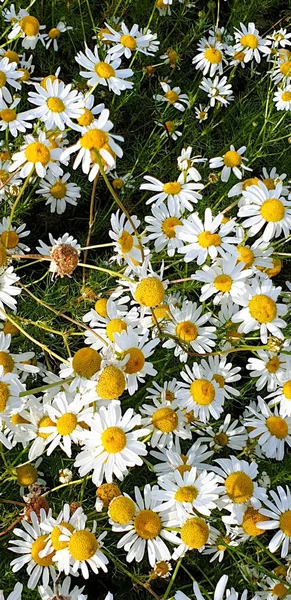 Closeup of chamomile field near forrest during summer — Stock Photo, Image