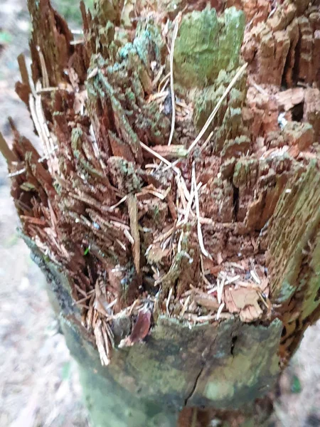 Forrest'ta ağaç gövdesi dokusunun ve arka planın kapatılması. 